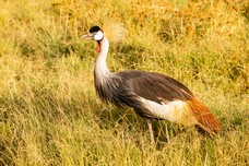 Safari Tag 4-199.jpg