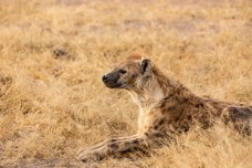 Safari Tag 4-227.jpg