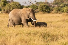 Safari Tag 5-180.jpg