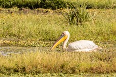 Safari Tag 5-246.jpg