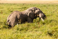 Safari Tag 5-258.jpg