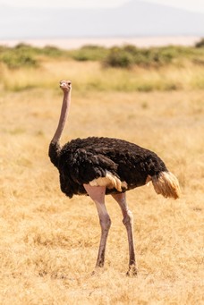 Safari Tag 5-333.jpg