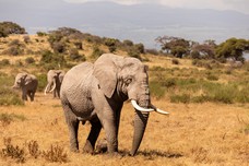 Safari Tag 5-365.jpg