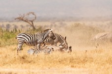 Safari Tag 5-516.jpg