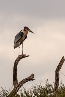 Safari Tag 5-551.jpg