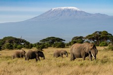 Safari Tag 5-822.jpg