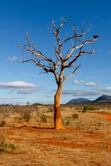 Safari Tag 6-119.jpg