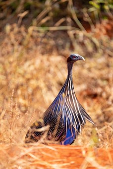 Safari Tag 6-173.jpg