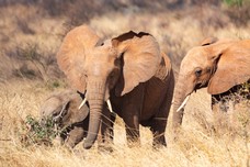 Safari Tag 6-278.jpg