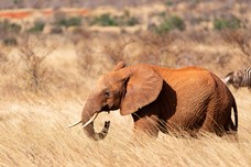 Safari Tag 6-282.jpg