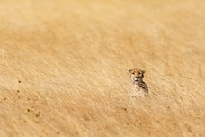 Safari Tag 6-347.jpg