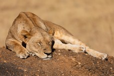 Safari Tag 6-358.jpg