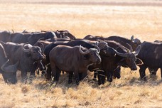 Safari Tag 6-437.jpg