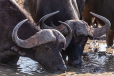 Safari Tag 6-482.jpg