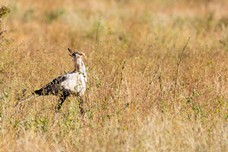 Safari Tag 6-644.jpg