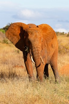 Safari Tag 6-724.jpg