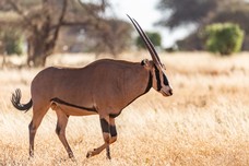 Safari Tag 7-353.jpg