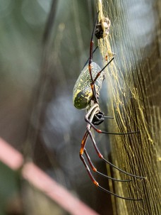 Laos Kambodscha Tag 19 (29 von 37).jpg